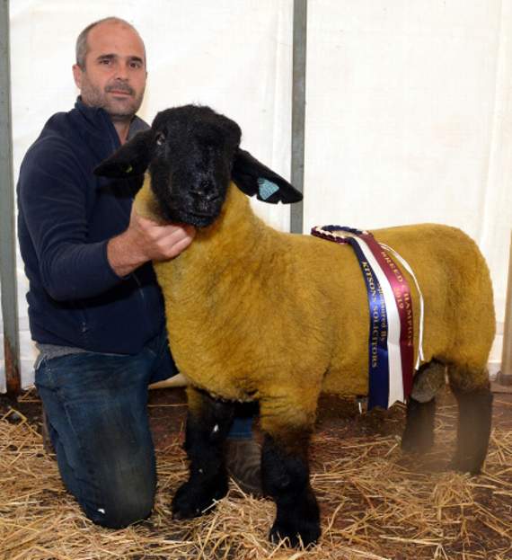 Darren Stephens of Bridgerule won breed champion with his Suffolk sheep.