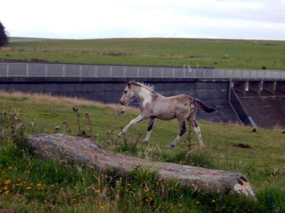Rocking Horse by Neve Morris of Camelford.