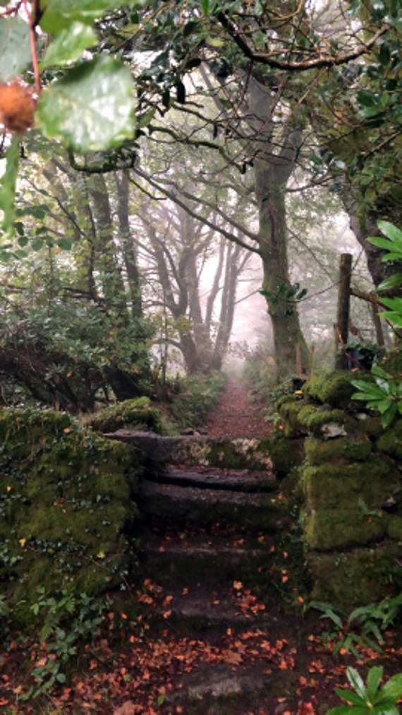 An autumnal woodland scene, taken by Joanna Speare from St Breward.