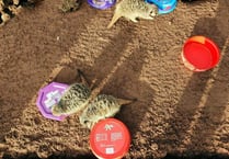 Raise funds for Dartmoor Zoo through sweet tub recycling
