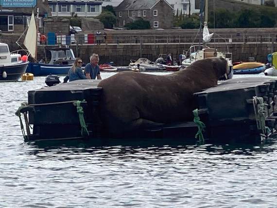 The visiting walrus – christened Wally by locals – on his specially adapted pontoon in St Mary's Harbour, Isles of Scilly. Picture: Lizzi Larbalastier