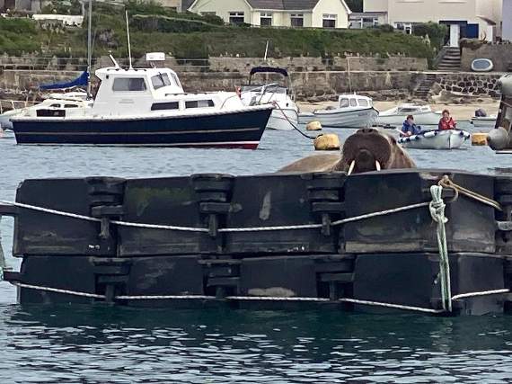 The walrus is being encouraged to return regularly to the pontoon so that he feels safe and leaves other boats in the harbour alone – and to help with this onlookers are being urged to stay away and stop disturbing him. Picture: Lizzi Larbalastier