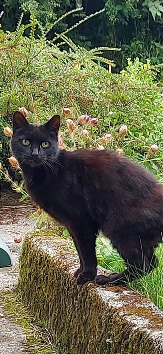 Piran the cat, who saved the day by alerting a member of the public. Picture by Tamar and courtesy of Bodmin Police
