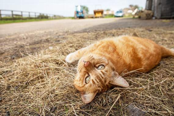 The RSPCA is looking for people who could offer a new home to an outdoors cat