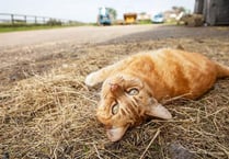 Could you give a home to an outdoors cat?