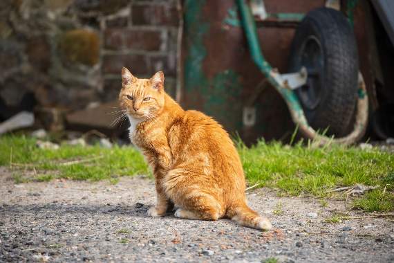 You don't have to have a farm to adopt an outdoors cat: an orchard, a model village and a gazebo company have all adopted outdoor cats from the RSPCA