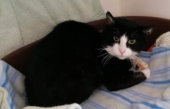 Hawkins is an eight-year-old black and white male cat who is looking for a home on a smallholding or farm ideally.