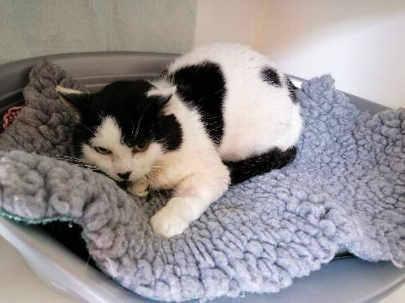 Justin is also looking for a farm or smallholding home. He will need someone to provide food and shelter and allow him to come and go as he pleases.