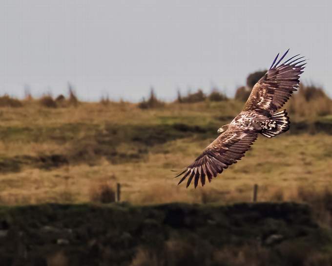 Another of Cat Lake's photographs of the impressive bird of prey. Picture: Cat Lake Photography