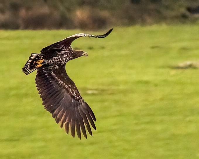 The magnificent White-tailed Eagle swooping low over Bodmin Moor. Picture: Cat Lake Photography
