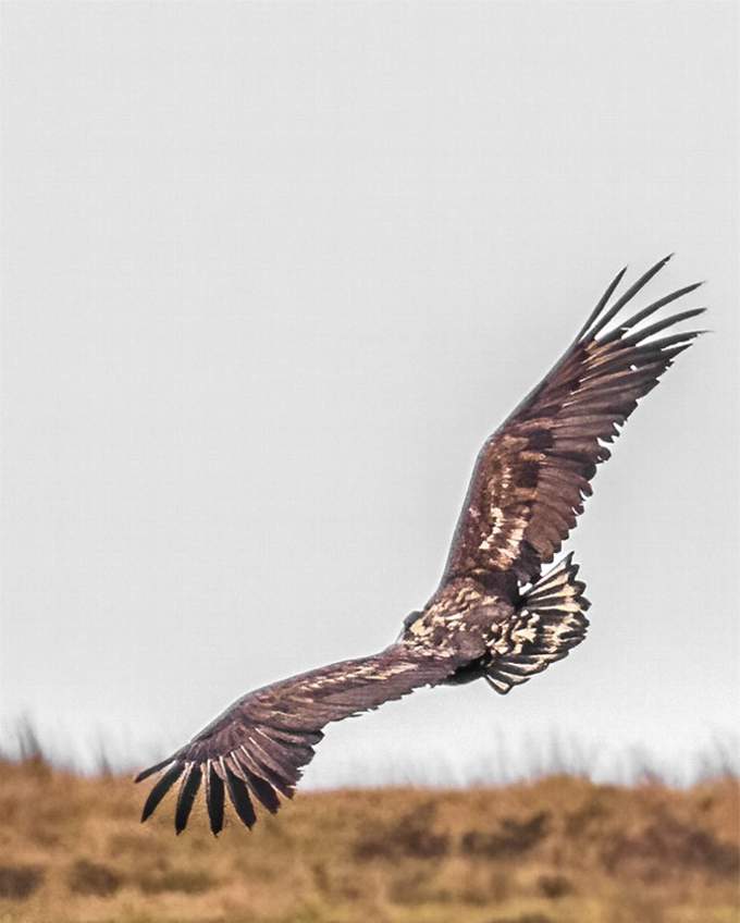 The bird's huge wingspan is clear in this view. Picture: Cat Lake Photography