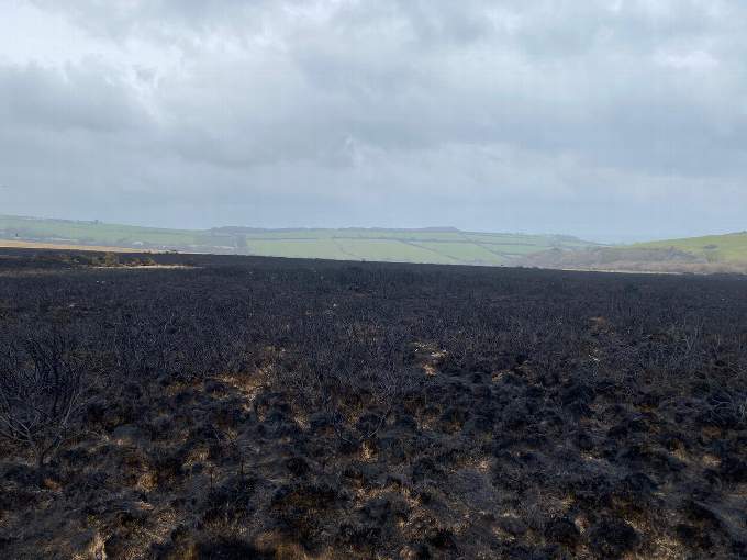 The scorched earth aftermath of the fire at Rosenannon Downs. Picture: Cornwall Wildlife Trust