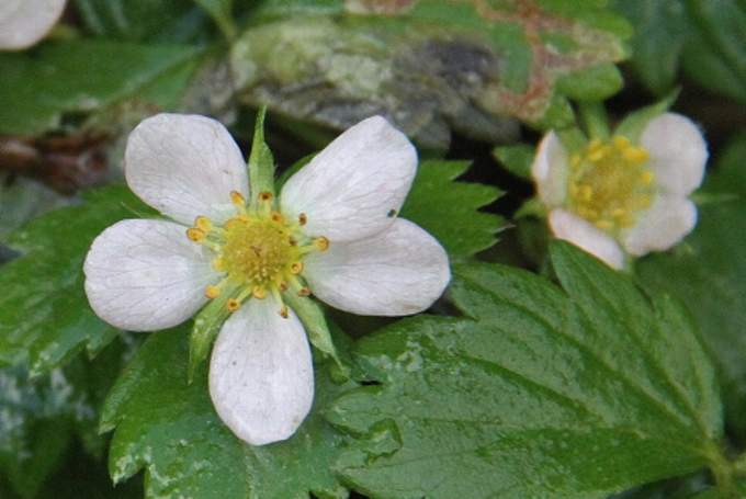 Barren strawberry