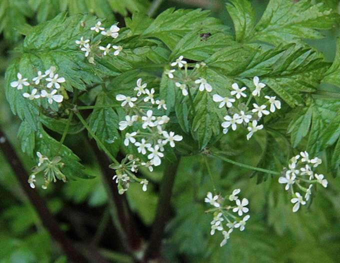 Cow parsley