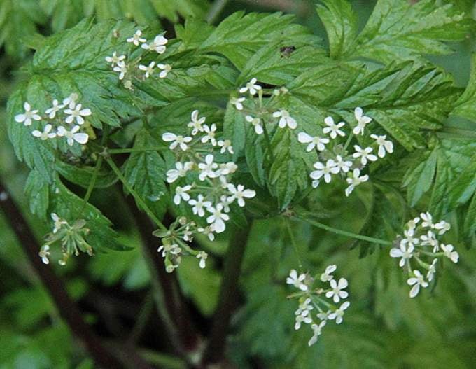 Cow parsley