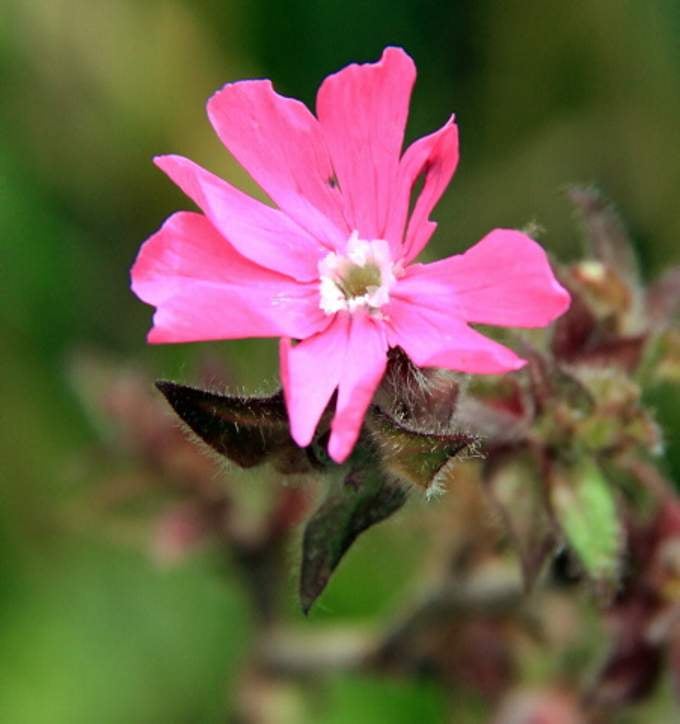 Battered red campion