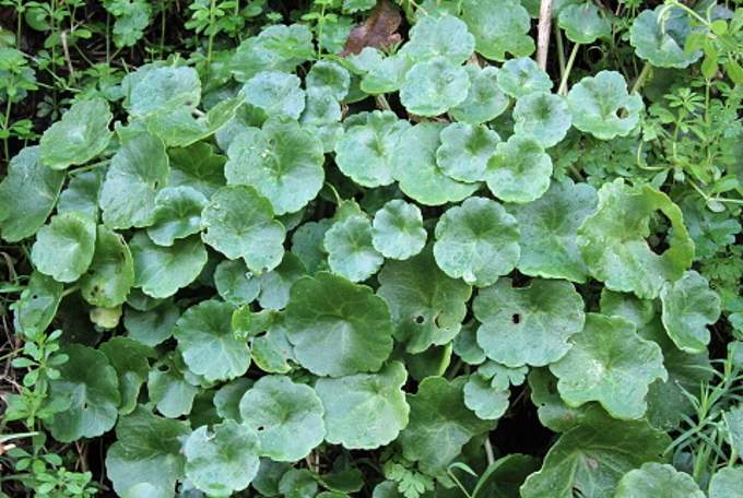 Navelwort leaves