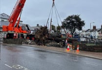 Triangle tree safely stored while council gathers ideas for its future use