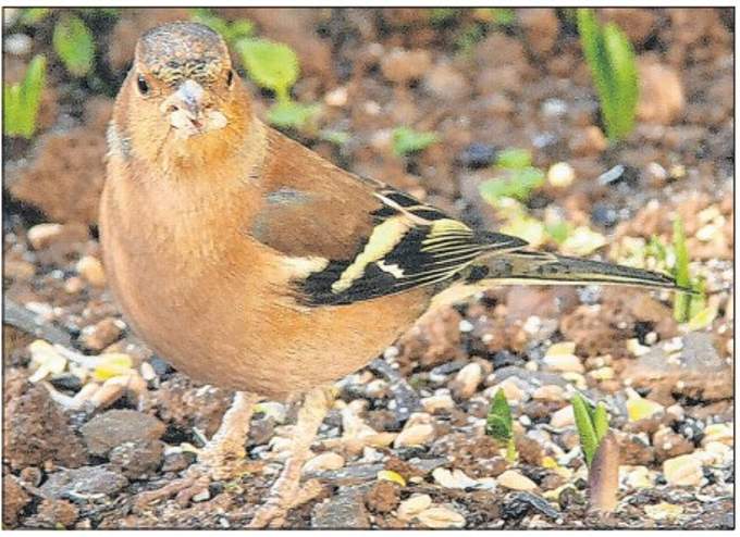 A chaffinch. Picture: Ray Roberts