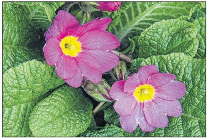Red primroses. Picture: Ray Roberts