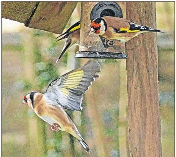 Goldfinches feeding. Picture: Ray Roberts