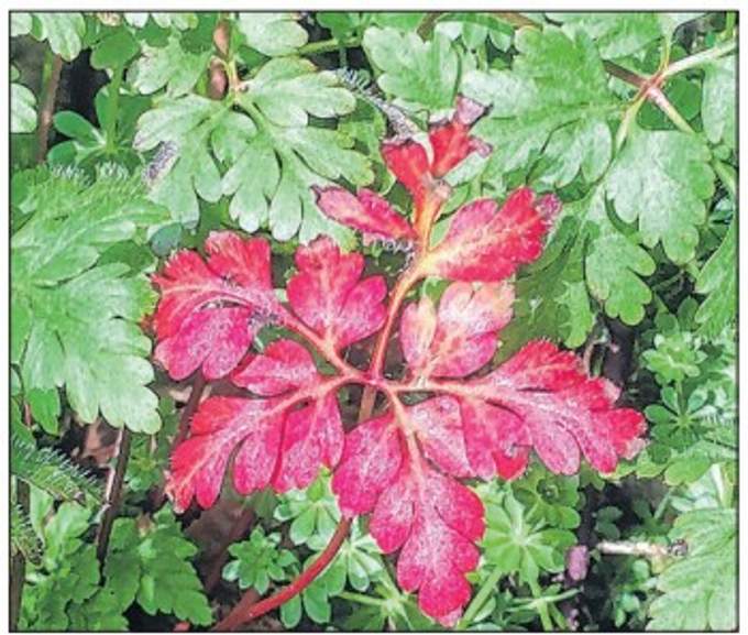 A red leaf on a herb robert. Picture: Ray Roberts