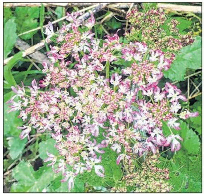 Hogweed blooms. Picture: Ray Roberts