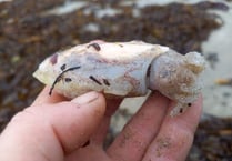 Rare pink cuttlefish is found in Cornwall among the washed-up victims of the recent storms