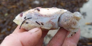 Rare pink cuttlefish is found in Cornwall among the washed-up victims of the recent storms