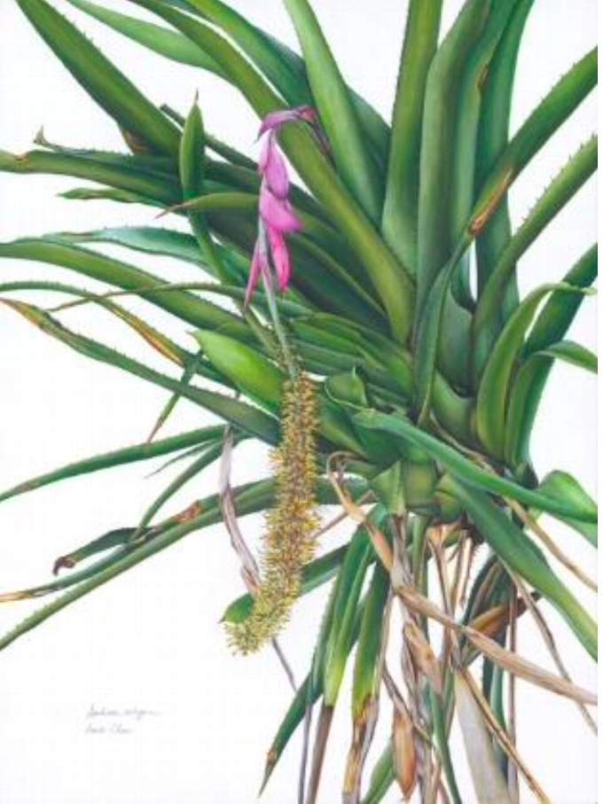 Aechmea setigera by Annie Chen. RHS Botanical Art and Photography Show 2022.