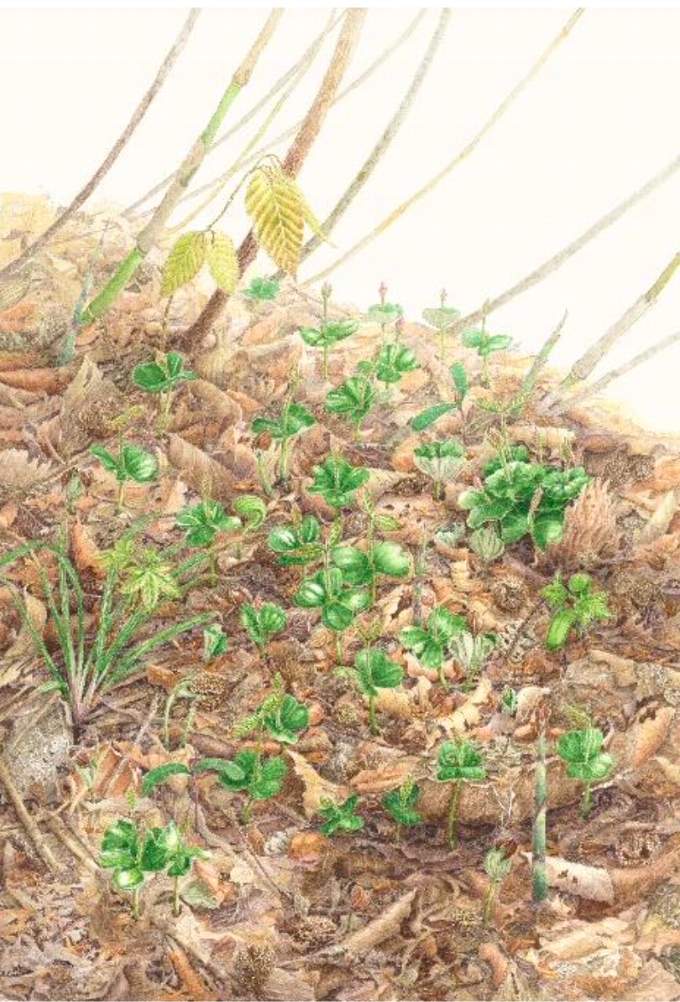 Fagus crenata October2012 Watercolour on paper 392×271mm © Mitsuko Kurashina