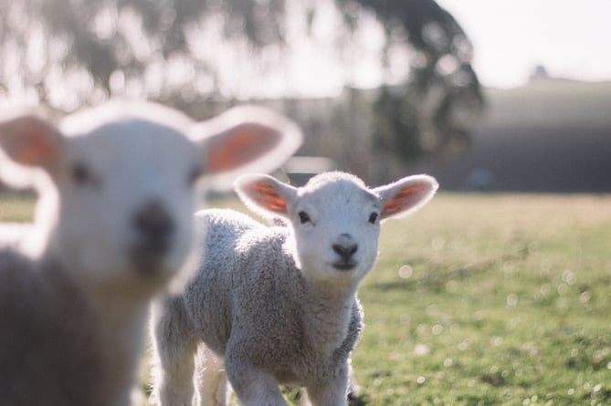 Holybourne’s Mill Cottage Farm will bring a flock of lambs to the Museum of Farnham this Easter