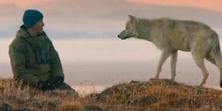 Snow Cats and Snow Wolves: behind the scenes of wildlife documentaries with Peter Brownlee