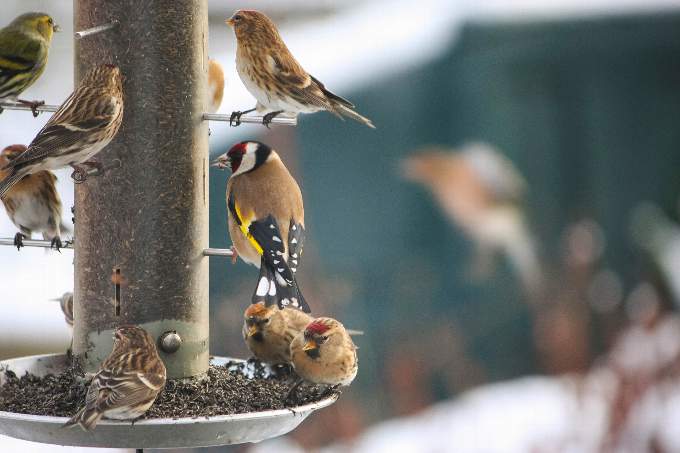 Photos: RSPB