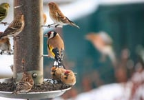 Keep an eagle-eye on birds this winter