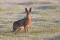 Hare’s looking at you! Somerset nature on show