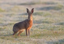 Hare’s looking at you! Somerset nature on show