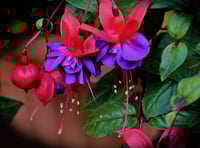 Kilmersdon Gardeners