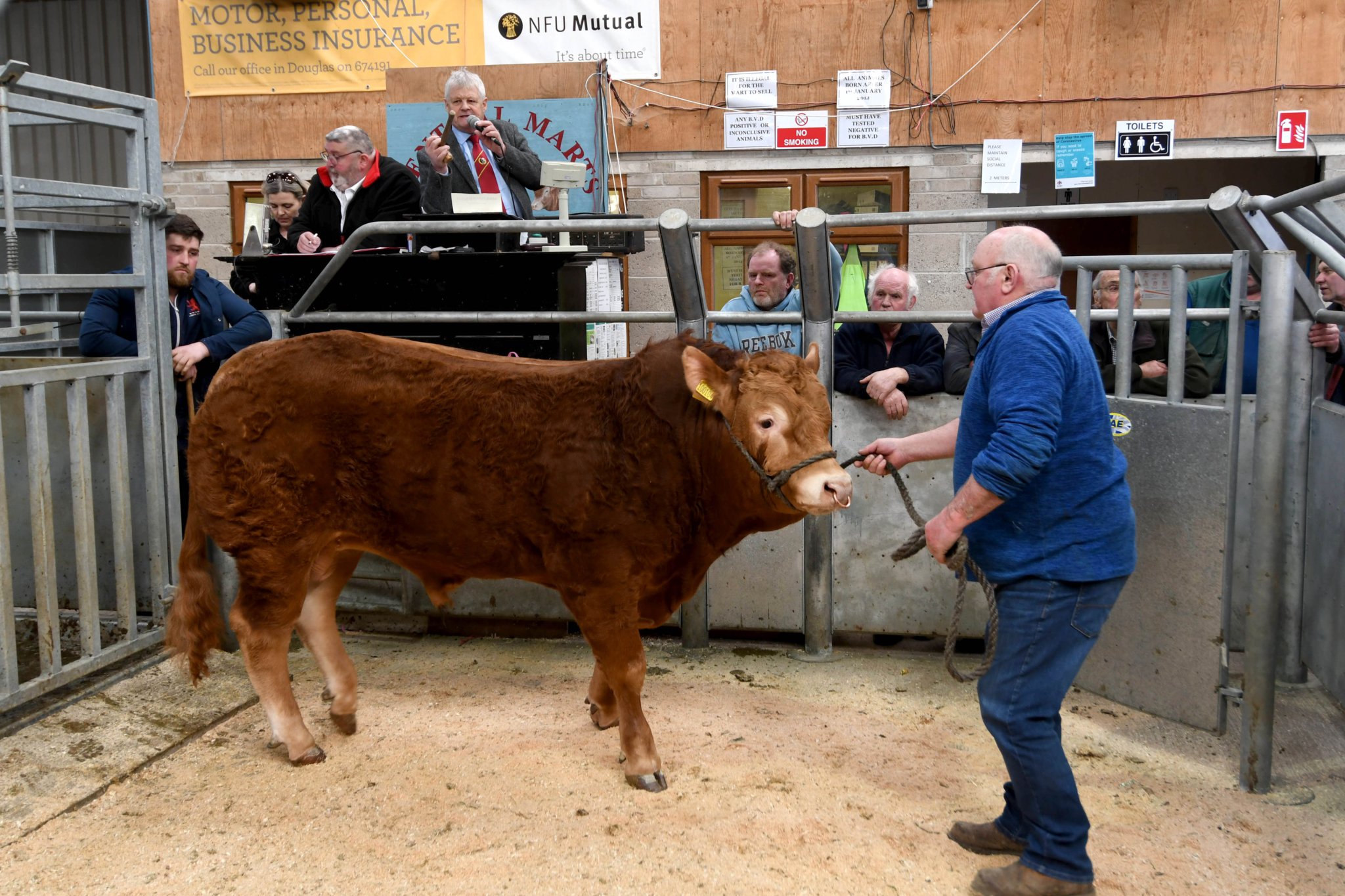 The highlight of the fundraising event was the auctioning of Jonathon Quine’s 18 month ol Limousin bull (DK220323-18)