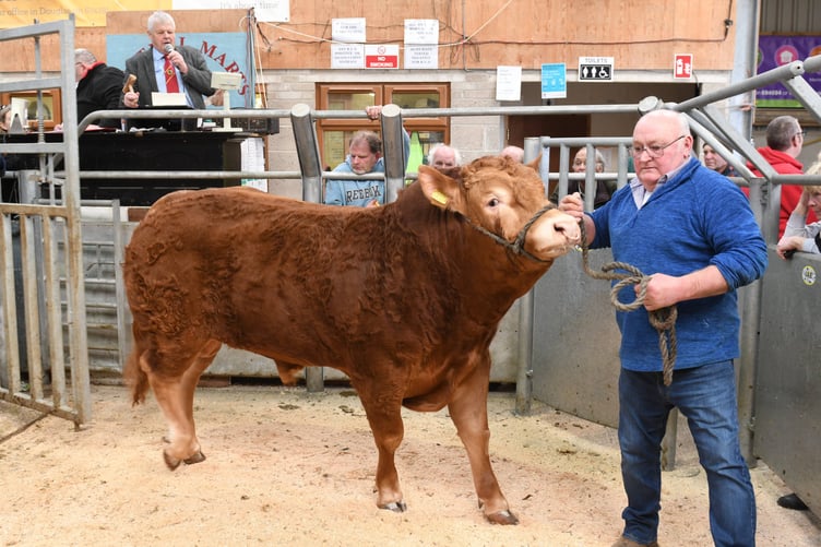 Manx NFU, in conjunction with Central Marts and One World Centre, holds a fundraising Mart for Ukrainian refugees. The highlight was the sale of an 18-month-old Limousin Bull which raised £3,500