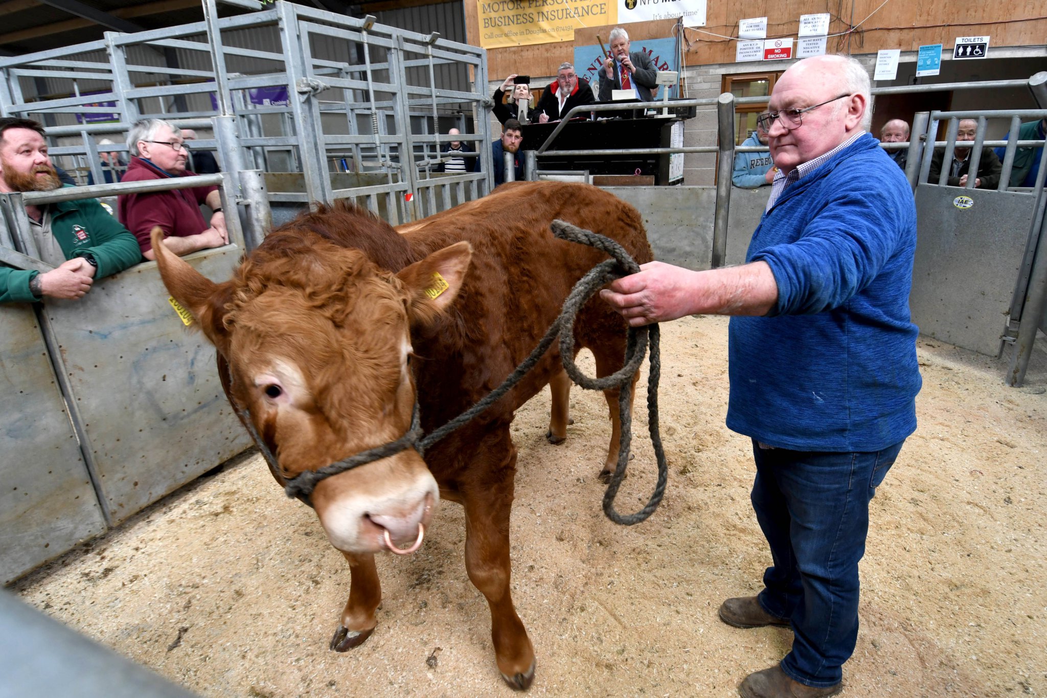 Manx NFU, in conjunction with Central Marts and One World Centre, holds a fundraising Mart for Ukrainian refugees. The highlight was the sale of an 18-month-old Limousin Bull which raised £3,500