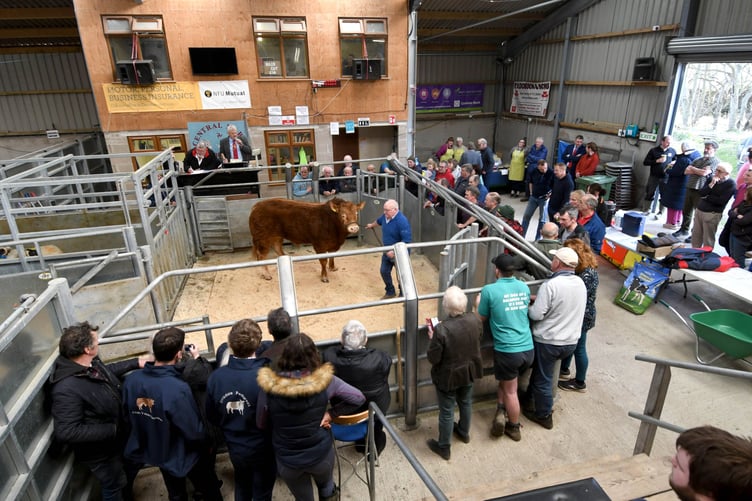Manx NFU, in conjunction with Central Marts and One World Centre, holds a fundraising Mart for Ukrainian refugees. The highlight was the sale of an 18-month-old Limousin Bull which raised £3,500