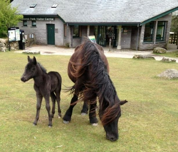 Good as gold ...that’s the verdict on Dartmoor National Park’s three top visitor centres