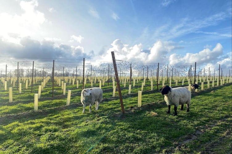 Hartley Wines Estate is set on a hill in 80 acres on the edge of the picturesque Hartley Mauditt village