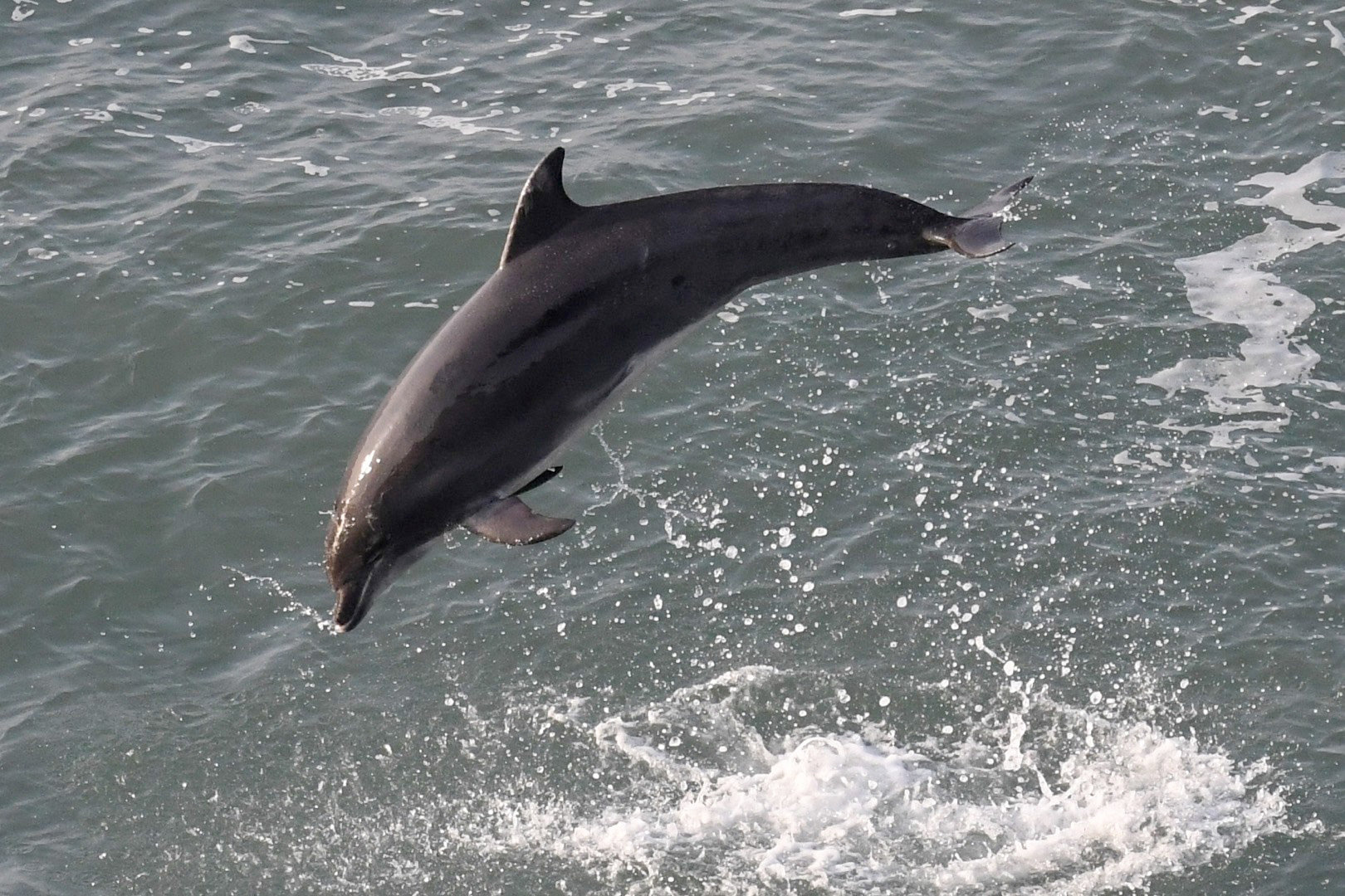 gallery-dolphin-guide-captures-stunning-images-in-new-quay-cambrian
