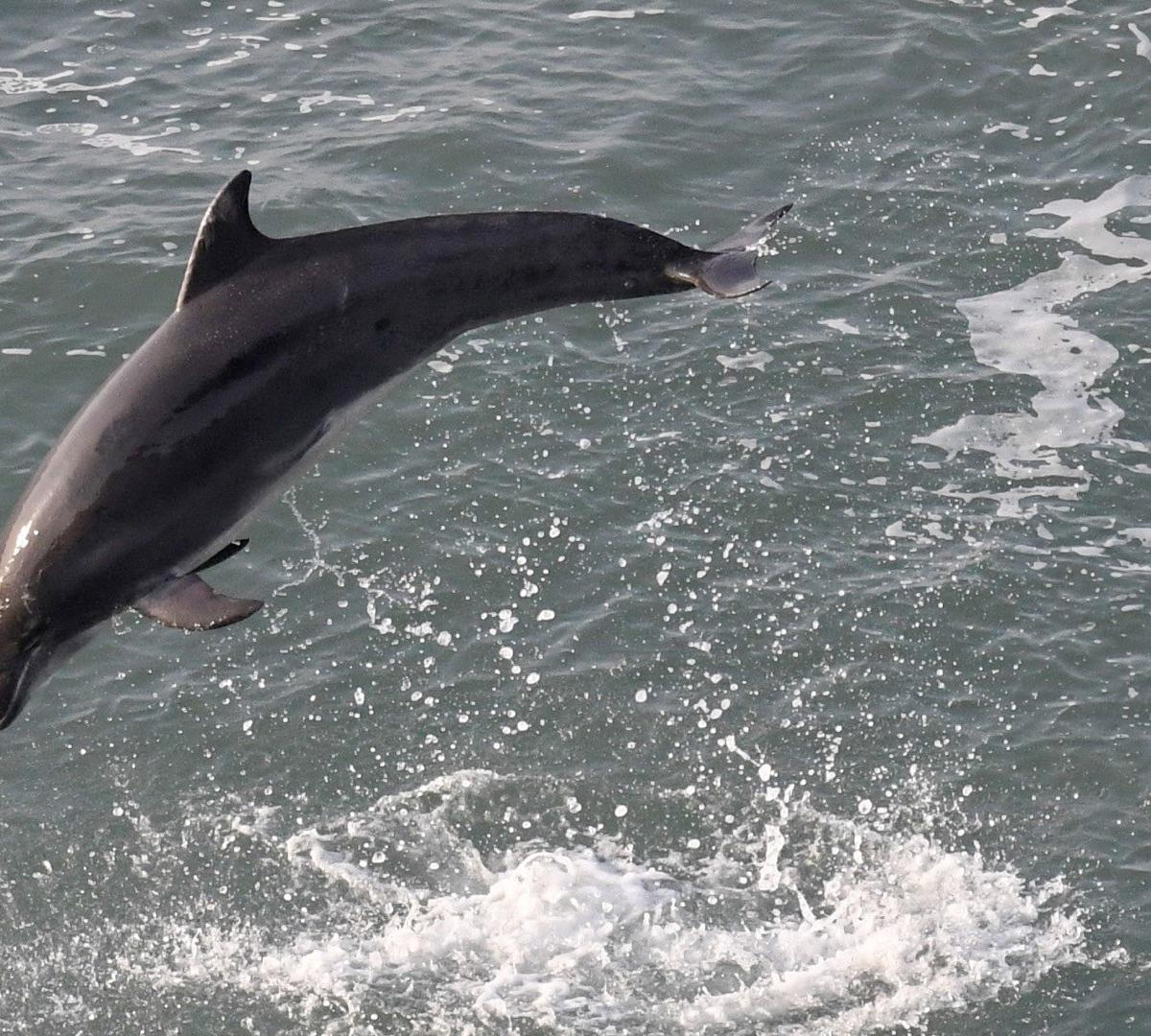 GALLERY Dolphin Guide Captures Stunning Images In New Quay Cambrian gallery-dolphin-guide-captures-stunning-images-in-new-quay-cambrian