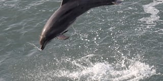 GALLERY: Dolphin guide captures stunning images in New Quay