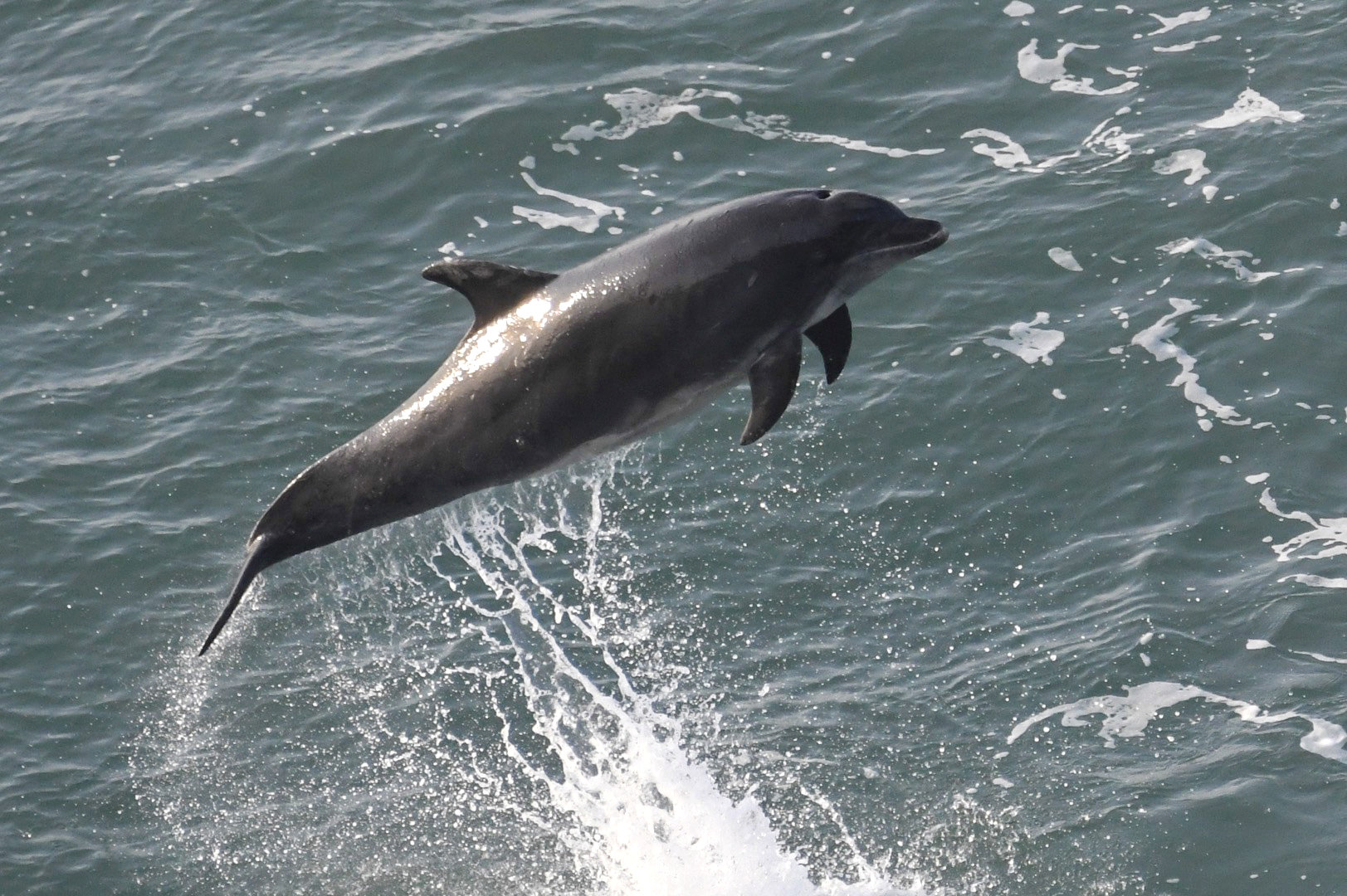 Dolphin breaching in New Quay earlier this week