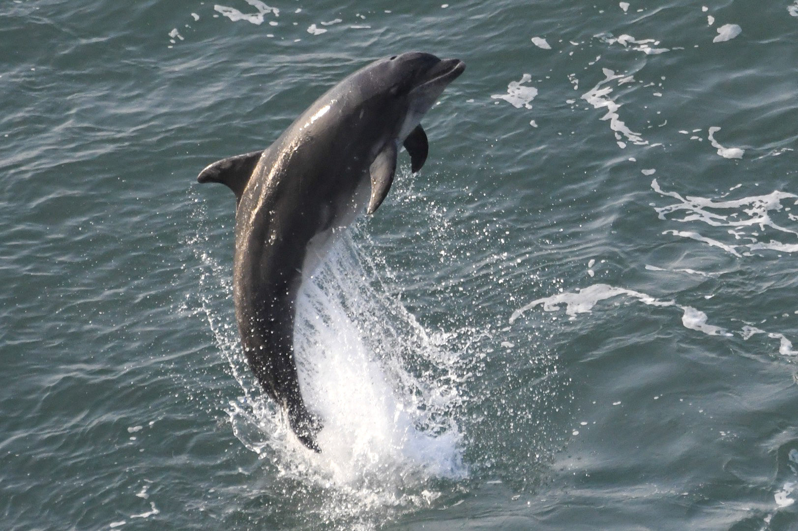 Dolphin breaching in New Quay earlier this week