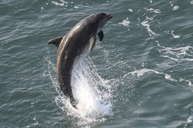 Dolphin breaching in New Quay earlier this week
